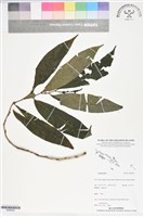 登錄號:BS06262藏品圖，第1張