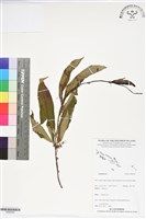 登錄號:BS06263藏品圖，第1張