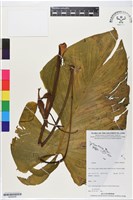 登錄號:BS06266藏品圖，第1張
