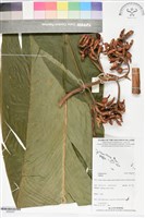 登錄號:BS06267藏品圖，第1張