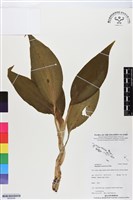 登錄號:BS06268藏品圖，第1張
