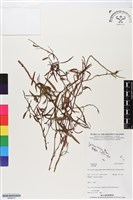 登錄號:BS06270藏品圖，第1張