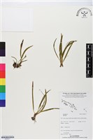 登錄號:BS06271藏品圖，第1張