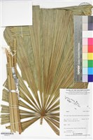 登錄號:BS06273藏品圖，第1張