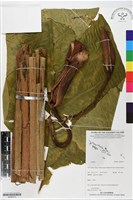 登錄號:BS06275藏品圖，第1張