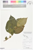 登錄號:BS06277藏品圖，第1張
