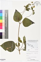 登錄號:BS06278藏品圖，第1張