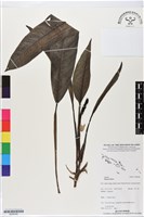 登錄號:BS06280藏品圖，第1張