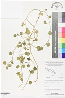登錄號:BS06281藏品圖，第1張