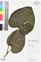 登錄號:BS06282藏品圖，第1張