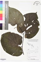 登錄號:BS06283藏品圖，第1張