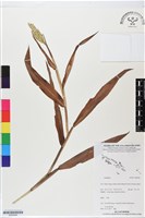 登錄號:BS06284藏品圖，第1張