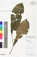 登錄號:BS06285藏品圖，第1張