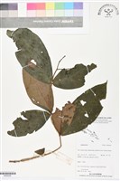 登錄號:BS06286藏品圖，第1張