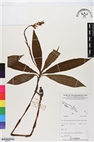 登錄號:BS06287藏品圖，第1張