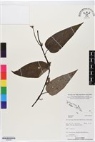 館號:BS06288藏品圖，第1張