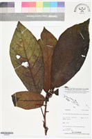 登錄號:BS06289藏品圖，第1張