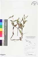 登錄號:BS06291藏品圖，第1張