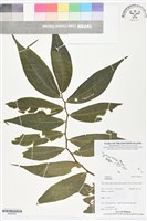 登錄號:BS06292藏品圖，第1張