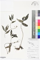 登錄號:BS06293藏品圖，第1張
