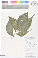 登錄號:BS06294藏品圖，第1張