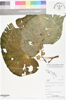 登錄號:BS06296藏品圖，第1張