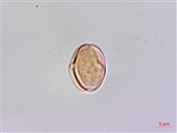 登錄號:BS06296藏品圖，第1張