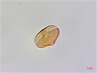 登錄號:BS06296藏品圖，第2張