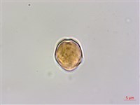 登錄號:BS06296藏品圖，第3張