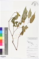 登錄號:BS06297藏品圖，第1張