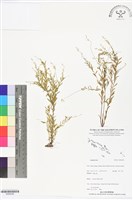 登錄號:BS06298藏品圖，第1張
