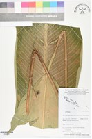 登錄號:BS06300藏品圖，第1張