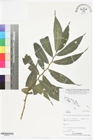 登錄號:BS06301藏品圖，第1張