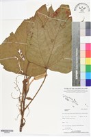 登錄號:BS06304藏品圖，第1張