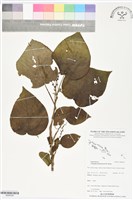 紅頭鐵莧藏品圖，第1張