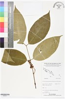 登錄號:BS06307藏品圖，第1張