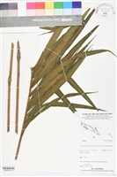 登錄號:BS06308藏品圖，第1張