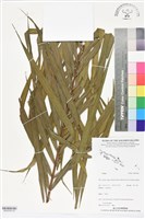 登錄號:BS06308藏品圖，第2張