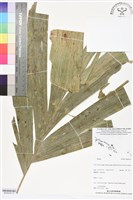 登錄號:BS06309藏品圖，第1張