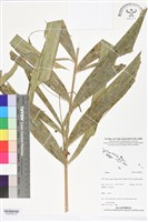 登錄號:BS06309藏品圖，第2張