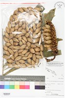 登錄號:BS06309藏品圖，第3張