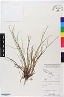 登錄號:BS06310藏品圖，第1張