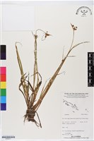 登錄號:BS06311藏品圖，第1張