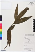 登錄號:BS06312藏品圖，第1張
