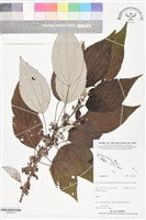 登錄號:BS06314藏品圖，第1張