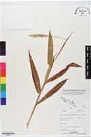 登錄號:BS06315藏品圖，第1張