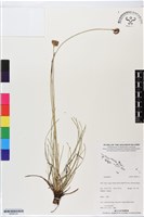 登錄號:BS06316藏品圖，第1張