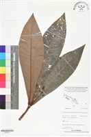 登錄號:BS06317藏品圖，第1張