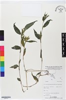 登錄號:BS06318藏品圖，第1張