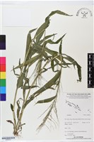 登錄號:BS06321藏品圖，第1張